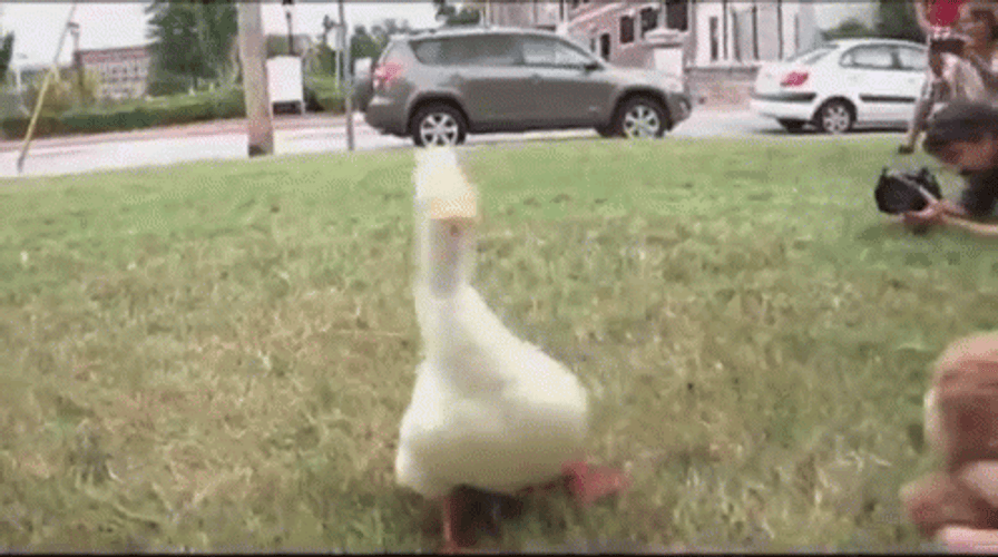 Duck Waddle While Quacking GIF