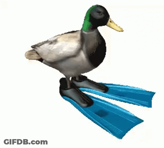 Duck Wearing Flippers Spinning Meme GIF