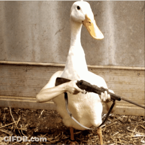 Duck Wielding Gun Meme GIF