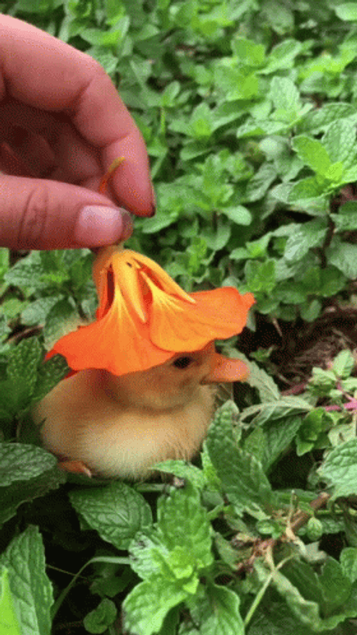 Duck With Flower Hat GIF