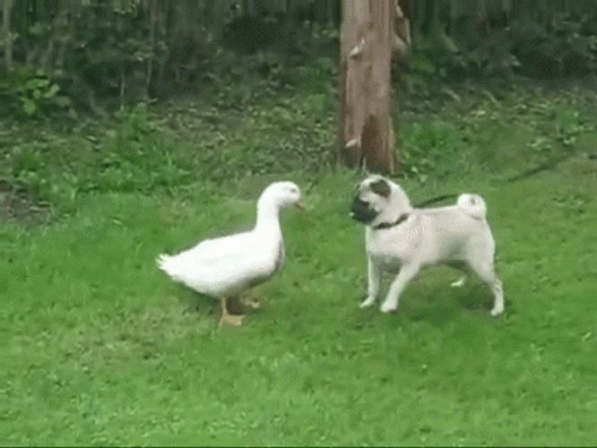 Duck With Pug GIF
