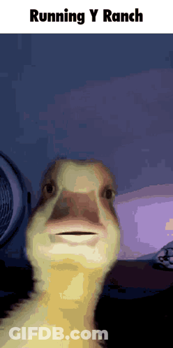 Duck With Running Y Ranch Text GIF