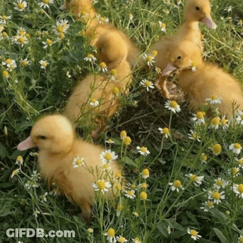 Ducklings In Field Of Flowers GIF
