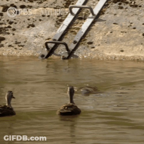 Ducks And Platypus GIF