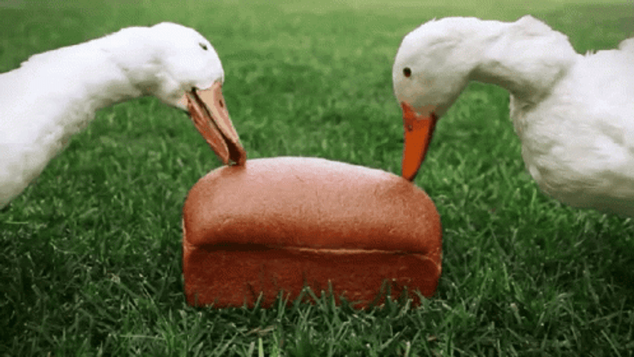 Ducks Eating Loaf Bread GIF