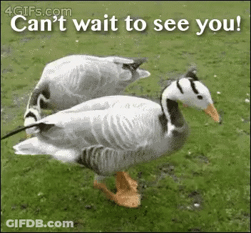 Ducks Standing In Grass Saying Can't Wait To See You GIF