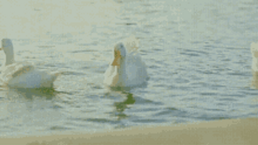 Ducks Swimming In Pond GIF
