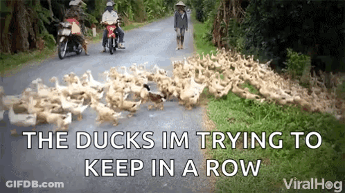 Ducks Walking Down A Road GIF
