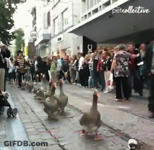 Ducks Walking Past Petcollective Sign GIF