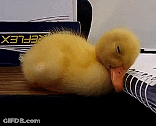 Ducky Duck Sleepy Nap Time GIF