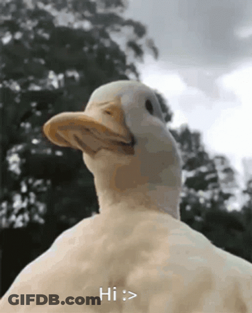 Ducky Duck Sunflower Crown GIF