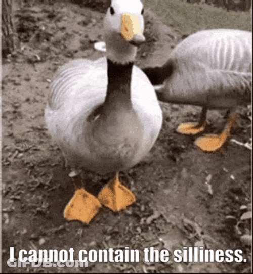 Ducky I Cannot Contain The Silliness GIF
