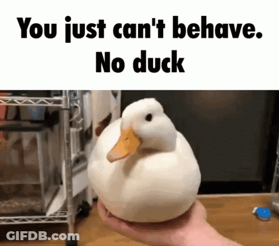Ducky You Just Can't Behave GIF