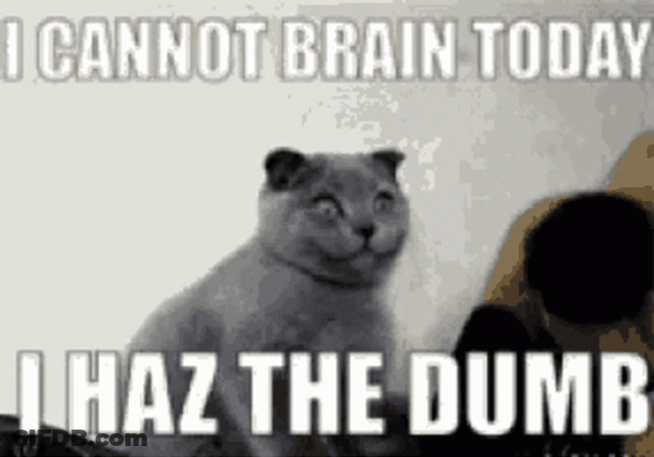Dumb Cat I Cannot Brain Today GIF