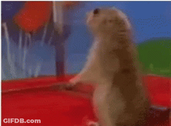 Dun Dun Dun Squirrel Dramatic Pause GIF