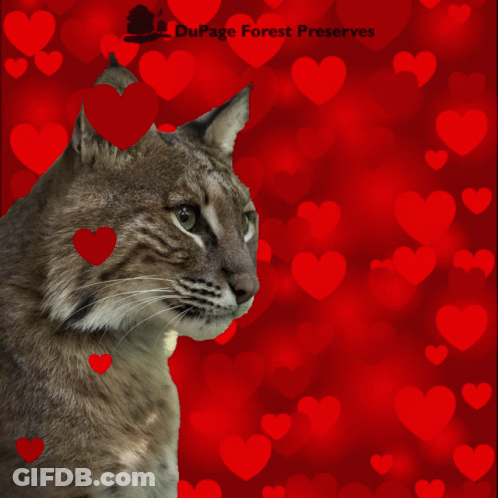 DuPage Forest Preserves Valentine's Day Card Cat Hearts GIF