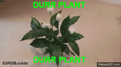 Durr Plant On Table GIF