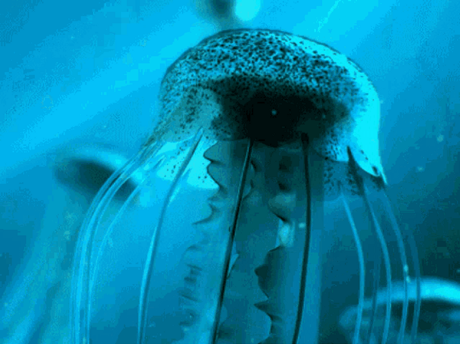 Dusty Jellyfish Moving GIF
