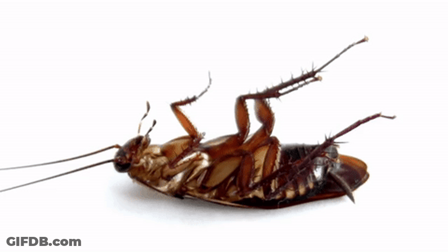 Dying Cockroach Laying On Ground GIF