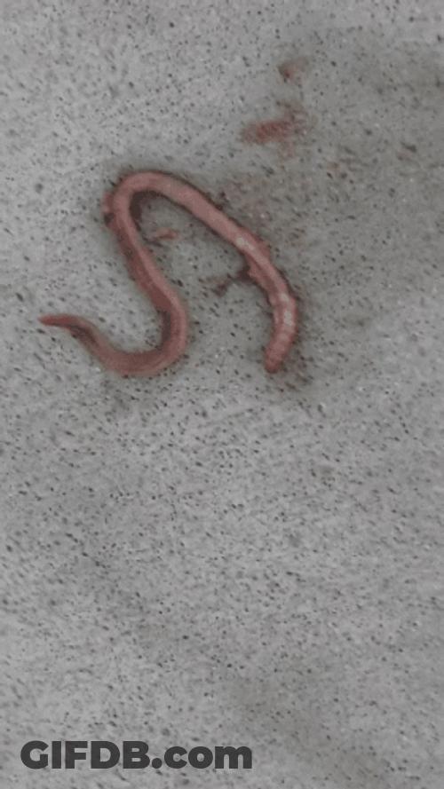Dying Worm GIF