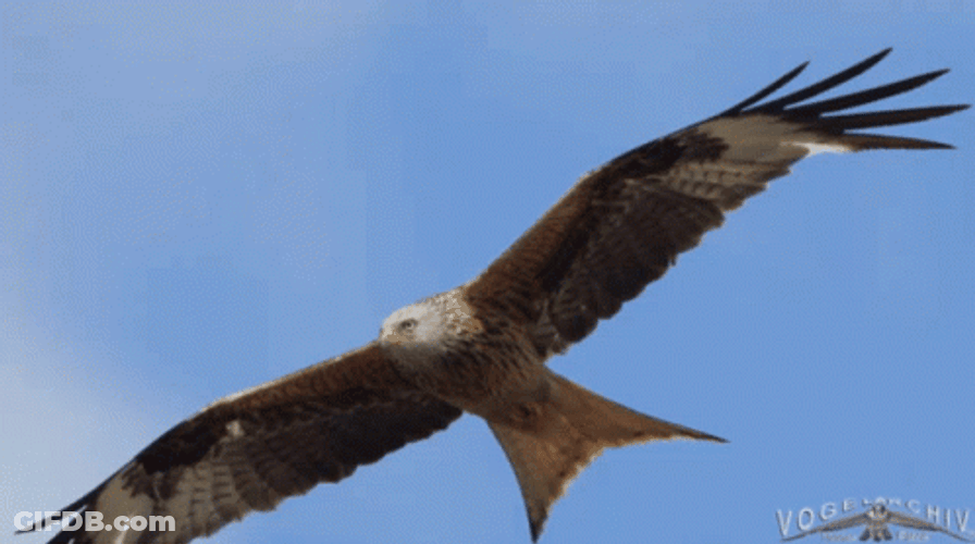 Eagle Bird Flying In The Sky GIF