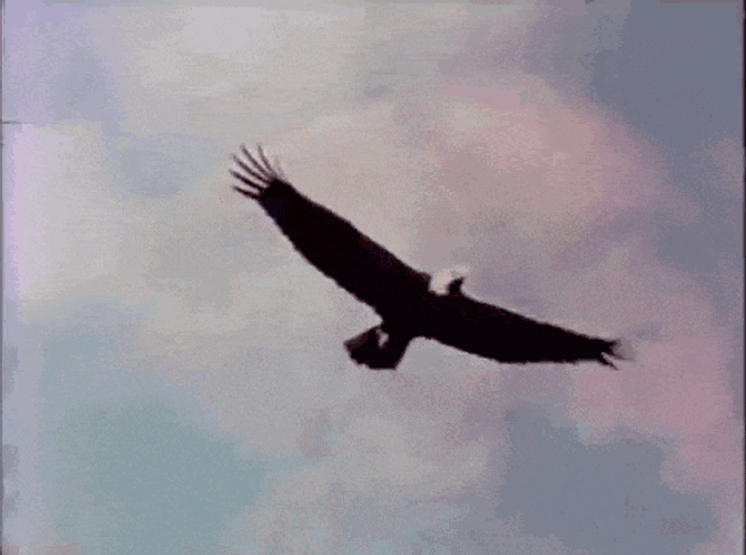 Eagle Bird GIF