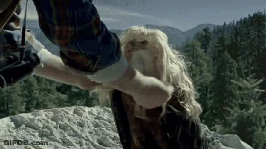 Eagle Bird Wearing Wig GIF