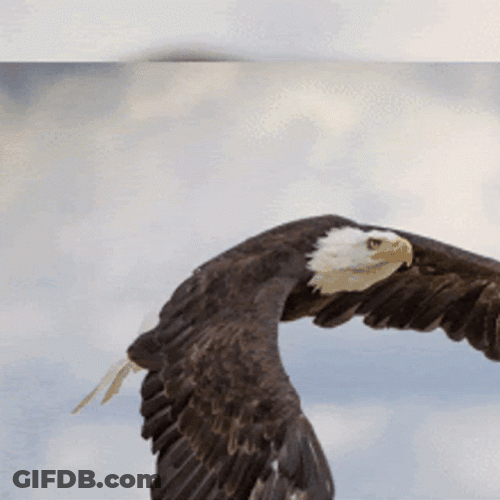 Eagle Catching Fish Slideshow GIF