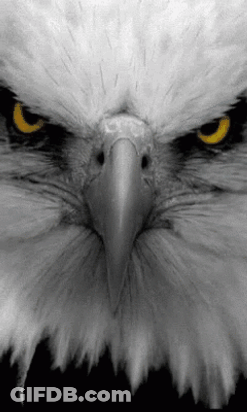 Eagle Eye Blinking GIF