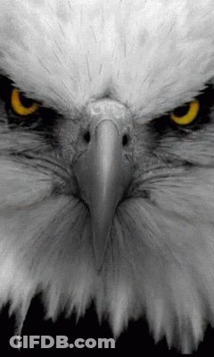 Eagle Face Close Up Black Background GIF