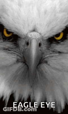 Eagle Face Close Up With Eagle Eye GIF