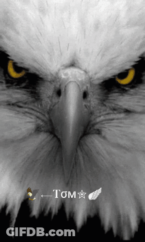 Eagle Face With Tom Name GIF