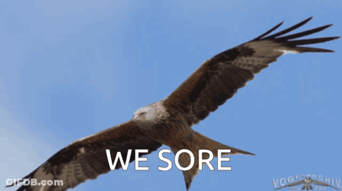Eagle Flying In Sky We Sore GIF