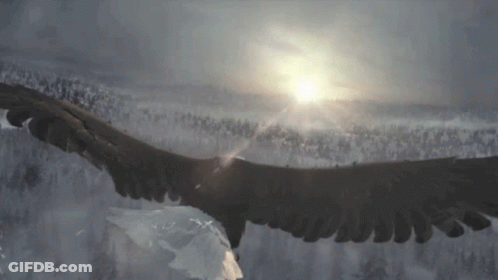 Eagle Flying Over Snowy Forest With Sun Through Clouds GIF
