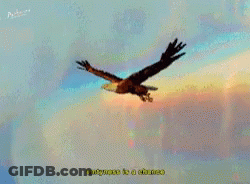 Eagle Flying Through Colorful Sky Eternity Is A Chance GIF