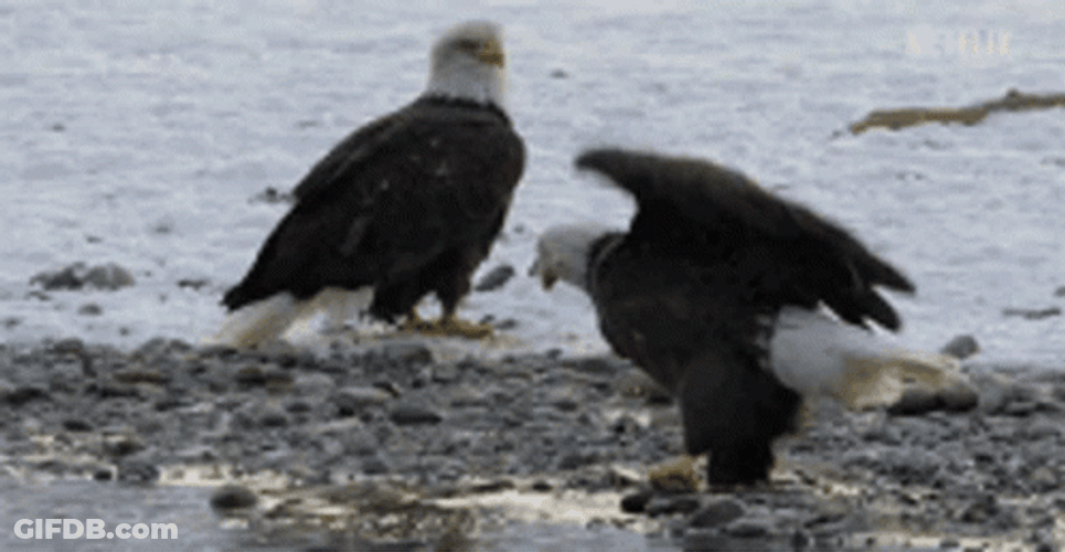 Eagle Having Hard Time On Fish GIF
