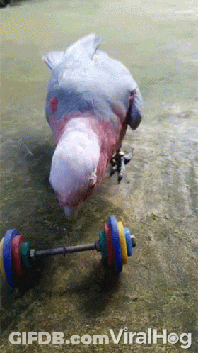 Eagle Head Saying You In Blue GIF
