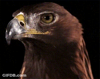 Eagle Head With Yellow Beak GIF