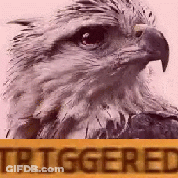 Eagle Head With Yellow Sign Saying Triggered GIF