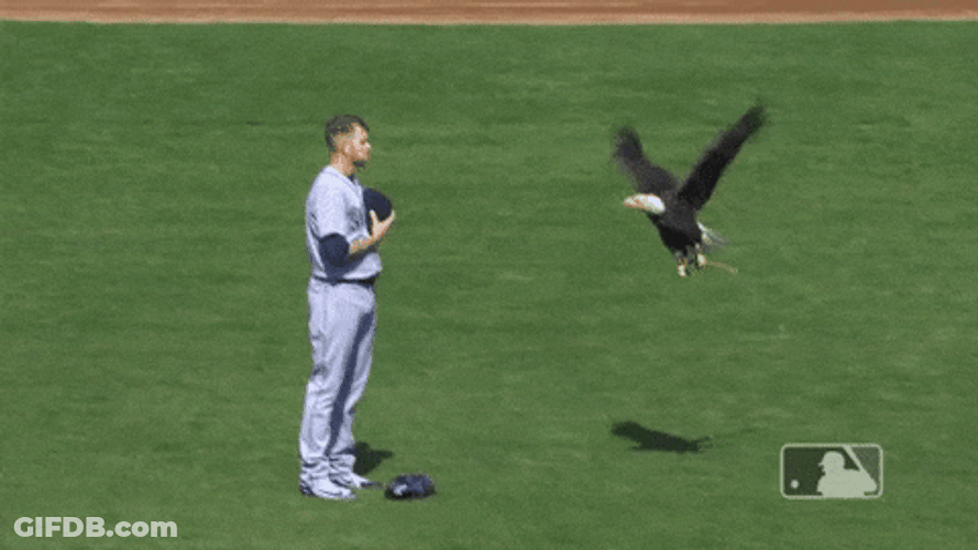 Eagle Landing On Mariners Player GIF