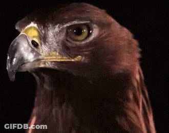 Eagle's Face Close Up GIF