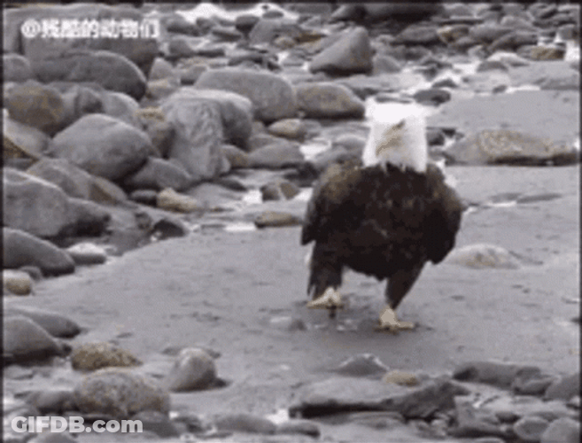 Eagle Walking On Rock GIF