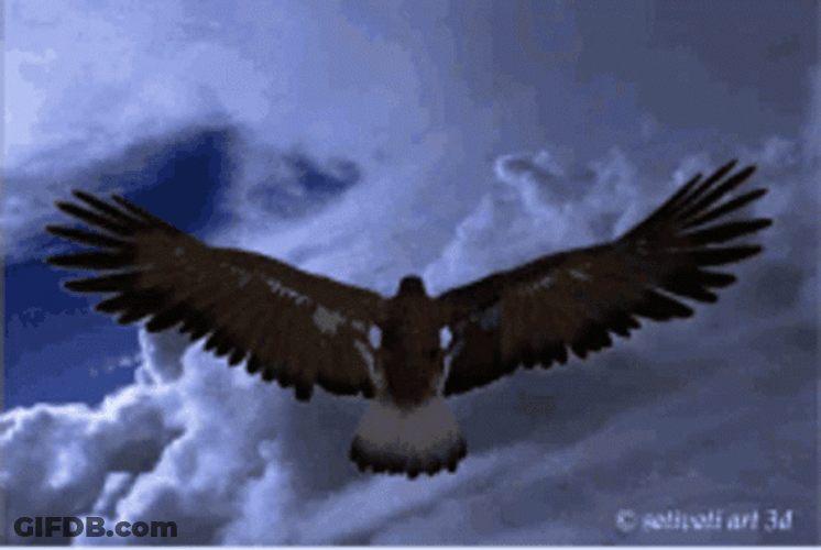 Eagle Wingspan Soaring High GIF