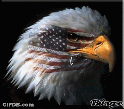 Eagle With American Flag On Face GIF