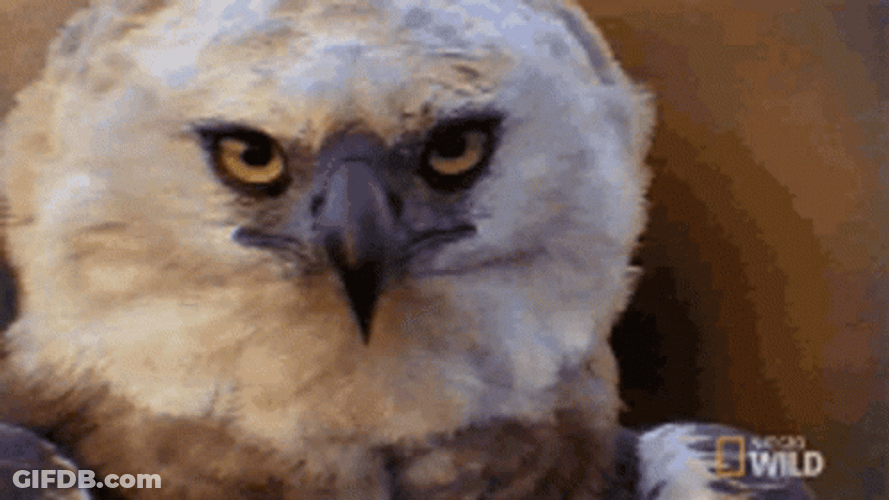 Eagles GIF