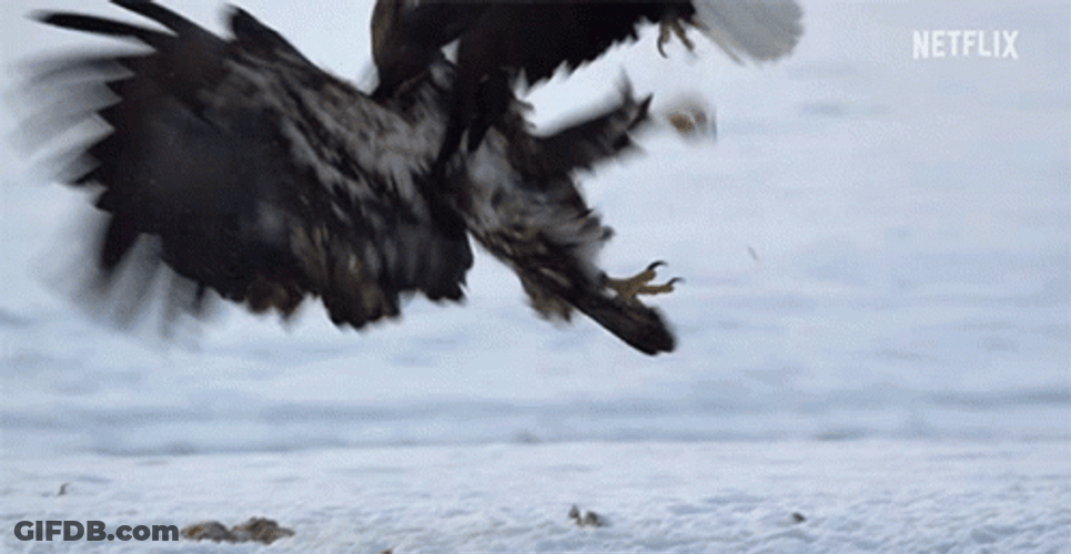 Eagles Fighting On Snow GIF