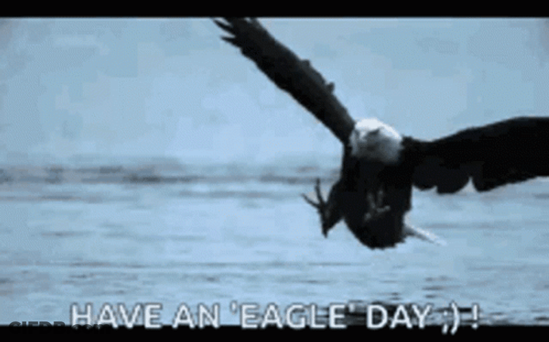 Eagles Have An Eagle Day GIF