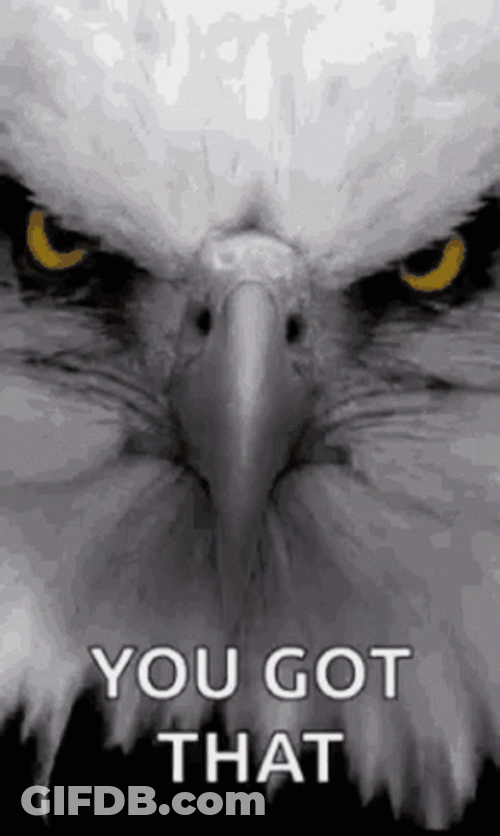 Eagles Intense Stare You Got That GIF