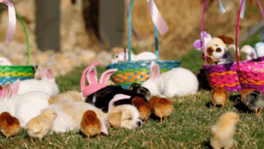 Easter Animals Sunlight GIF