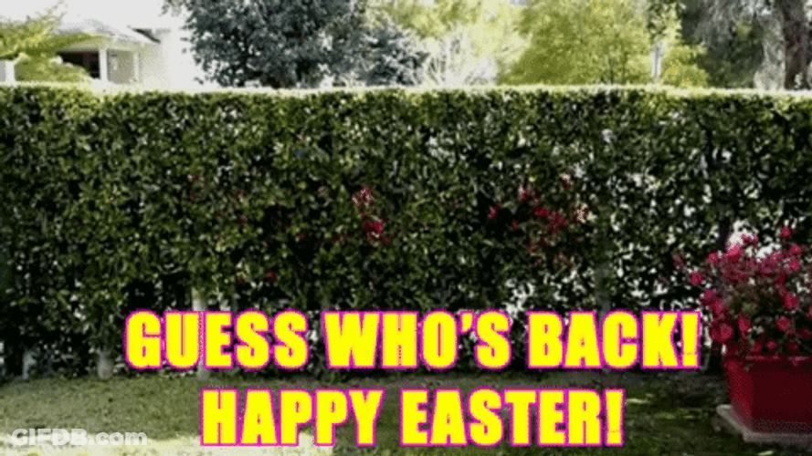 Easter Funny Bunny Hop GIF